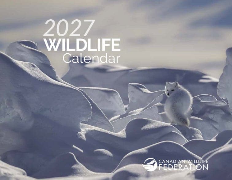 2027 Canadian Wildlife Calendar